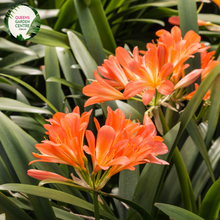 Load image into Gallery viewer, Close-up of a Clivia miniata plant. The image features a cluster of bright orange, trumpet-shaped flowers with yellow throats. Each flower has six smooth petals that flare out, creating a starburst-like appearance. The petals are slightly curved, giving the flowers a dynamic and lively look. Surrounding the flowers are broad, strap-like leaves that are dark green, glossy, and have a smooth texture. 
