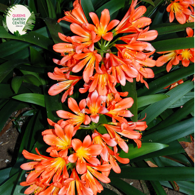 Close-up of a Clivia miniata plant. The image features a cluster of bright orange, trumpet-shaped flowers with yellow throats. Each flower has six smooth petals that flare out, creating a starburst-like appearance. The petals are slightly curved, giving the flowers a dynamic and lively look. Surrounding the flowers are broad, strap-like leaves that are dark green, glossy, and have a smooth texture. 