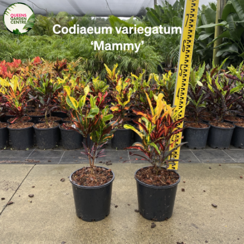 croton mammy australia Buy Codiaeum Variegatum Mammy Croton Online in Australia – Queens Garden  Centre