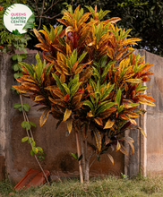 Load image into Gallery viewer, Alt text: Codiaeum variegatum &#39;Mammy,&#39; commonly known as Mammy Croton, is a tropical plant with vibrant, multicolored foliage. The large, leathery leaves feature a mix of red, orange, and yellow hues, creating a striking display of colors. This croton variety is prized for its bold and tropical appearance, making it a popular choice for adding warmth and visual interest to indoor and outdoor spaces.
