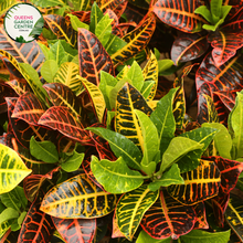 Load image into Gallery viewer, Alt text: Codiaeum variegatum &#39;Mammy,&#39; commonly known as Mammy Croton, is a tropical plant with vibrant, multicolored foliage. The large, leathery leaves feature a mix of red, orange, and yellow hues, creating a striking display of colors. This croton variety is prized for its bold and tropical appearance, making it a popular choice for adding warmth and visual interest to indoor and outdoor spaces.
