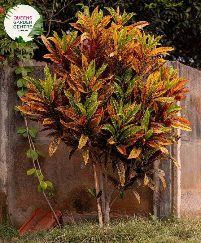 Alt text: Codiaeum variegatum 'Mammy,' commonly known as Mammy Croton, is a tropical plant with vibrant, multicolored foliage. The large, leathery leaves feature a mix of red, orange, and yellow hues, creating a striking display of colors. This croton variety is prized for its bold and tropical appearance, making it a popular choice for adding warmth and visual interest to indoor and outdoor spaces.