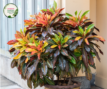 Load image into Gallery viewer, Close-up photo of a Codiaeum variegatum Rina, commonly known as Croton, showcasing its vibrant and multicolored foliage. The plant features large, glossy leaves with a striking mix of colors, including shades of red, orange, yellow, green, and purple. The leaves have a variegated pattern, adding to the visual interest of the plant.
