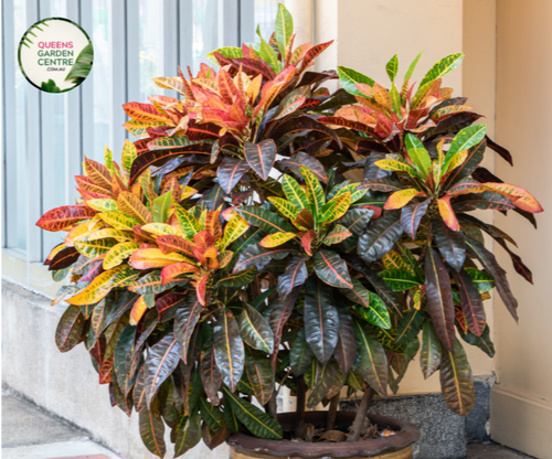 croton mammy australia Buy Codiaeum Variegatum Mammy Croton Online in Australia – Queens Garden Centre