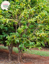 Load image into Gallery viewer, Alt text: Close-up photo of a Coffea arabica plant, commonly known as Arabica coffee. The tropical evergreen shrub features glossy, dark green leaves and clusters of small, fragrant white flowers. In the photo, developing coffee cherries are visible, showcasing the early stages of the fruit that contains the coffee beans. The image captures the lush foliage and the promise of the iconic coffee beans on the Coffea arabica plant.
