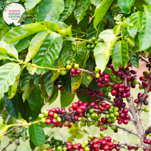 Load image into Gallery viewer, Alt text: Close-up photo of a Coffea arabica plant, commonly known as Arabica coffee. The tropical evergreen shrub features glossy, dark green leaves and clusters of small, fragrant white flowers. In the photo, developing coffee cherries are visible, showcasing the early stages of the fruit that contains the coffee beans. The image captures the lush foliage and the promise of the iconic coffee beans on the Coffea arabica plant.
