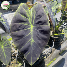 Load image into Gallery viewer, Colocasia Esculenta &quot;Elephant Ear&#39;
