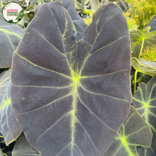 Load image into Gallery viewer, Colocasia Esculenta &quot;Elephant Ear&#39;
