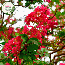 Load image into Gallery viewer, Lagerstroemia Diamonds in the Dark Best Red Crepe Myrtle
