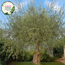 Load image into Gallery viewer, Olive Olea Europaea Kalamata
