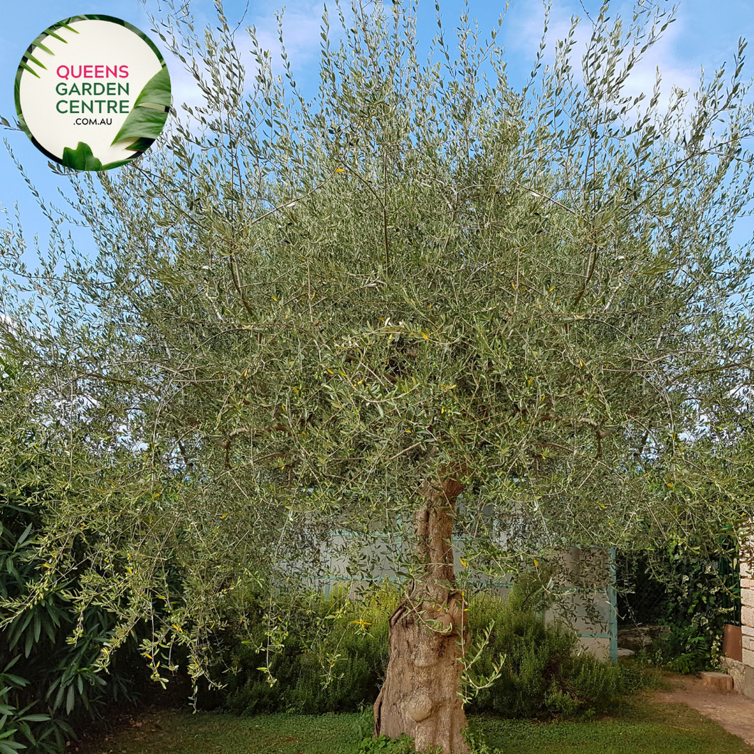 Olive Olea Europaea Kalamata