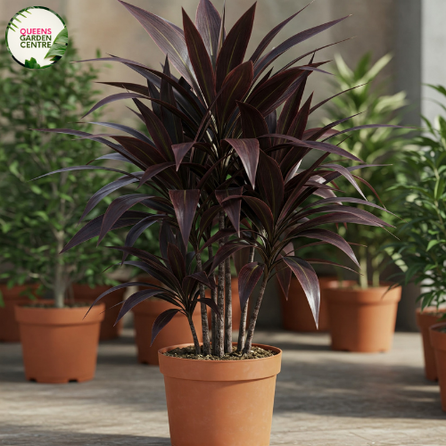 Close-up photo of a Cordyline fruticosa 'Negra' plant, showcasing its dramatic and dark-colored foliage. The plant features long, lance-shaped leaves in shades of deep burgundy or almost black, creating a striking and bold display. The leaves have a smooth and slightly arching growth pattern, adding to their visual appeal.