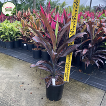 Load image into Gallery viewer, Cordyline Fruticosa Negra
