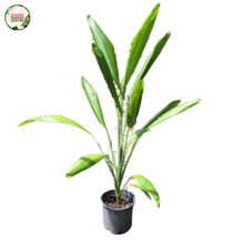 Load image into Gallery viewer, Cordyline Petiolaris
