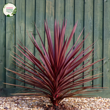 Load image into Gallery viewer, Close-up photo of a Cordyline australis &#39;Red Sensation&#39; plant, showcasing its striking and colorful foliage. The plant features long, narrow leaves in shades of deep burgundy and dark green. The leaves have a smooth and slightly arching growth pattern, creating an elegant and tropical appearance.
