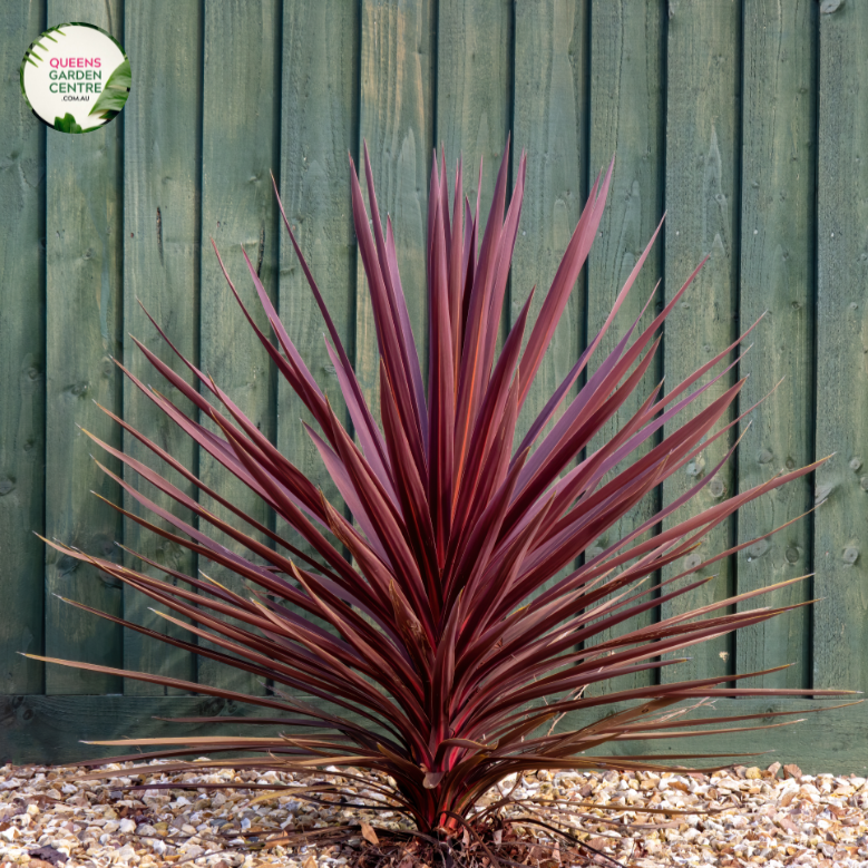Close-up photo of a Cordyline australis 'Red Sensation' plant, showcasing its striking and colorful foliage. The plant features long, narrow leaves in shades of deep burgundy and dark green. The leaves have a smooth and slightly arching growth pattern, creating an elegant and tropical appearance.