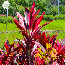 Load image into Gallery viewer,  Close-up photo of a Cordyline fruticosa Fire Fountain, also known as Firestorm, showcasing its vibrant and striking foliage. The plant features long, lance-shaped leaves with a mix of colors, including shades of deep red, orange, and yellow, resembling the fiery hues of a fountain. The leaves have a smooth and slightly arching growth pattern, creating a visually captivating display. 
