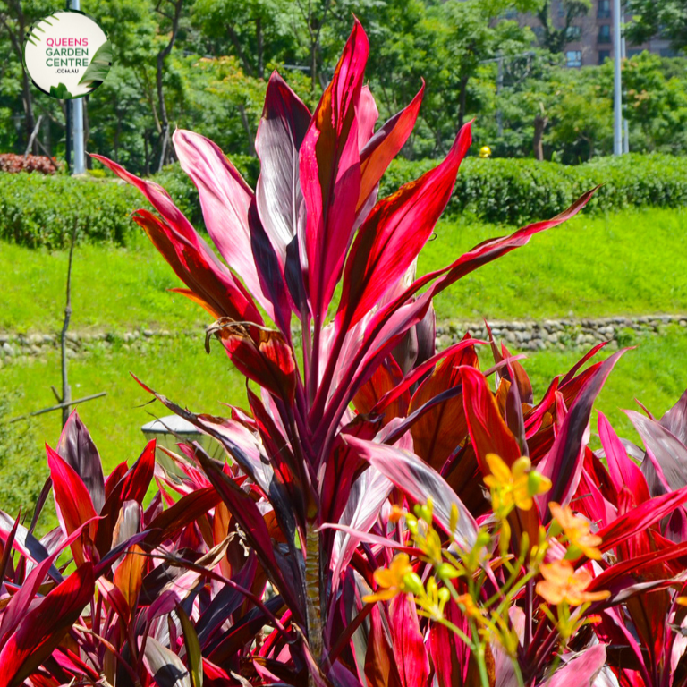  Close-up photo of a Cordyline fruticosa Fire Fountain, also known as Firestorm, showcasing its vibrant and striking foliage. The plant features long, lance-shaped leaves with a mix of colors, including shades of deep red, orange, and yellow, resembling the fiery hues of a fountain. The leaves have a smooth and slightly arching growth pattern, creating a visually captivating display. 