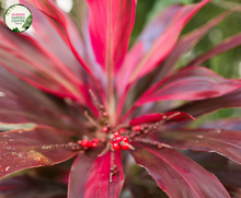 Load image into Gallery viewer, Close-up photo of a Cordyline fruticosa &#39;John Klass Red&#39; plant, showcasing its stunning and vibrant foliage. The plant features long, lance-shaped leaves with a rich, burgundy-red color and a slightly arching growth pattern. The leaves have a smooth and glossy texture, adding to their visual appeal. 
