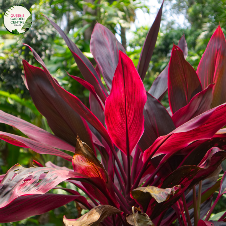 Close-up photo of a Cordyline fruticosa 'Rainbow Red' plant, showcasing its vibrant and multicolored foliage. The plant features long, lance-shaped leaves with a mix of colors, including shades of red, pink, green, and cream, creating a stunning rainbow effect. The leaves have a smooth and slightly arching growth pattern,