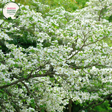 Load image into Gallery viewer, Cornus florida Alba White Flowering Dogwood
