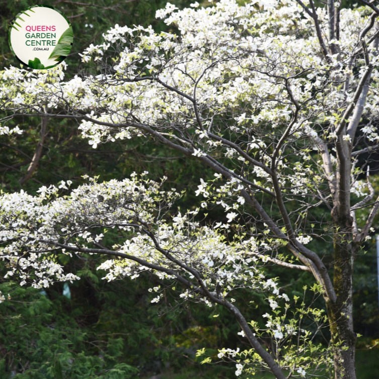 Cornus florida Alba White Flowering Dogwood