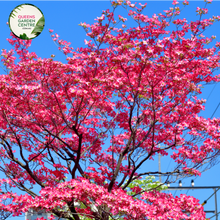 Load image into Gallery viewer, Alt text: Close-up photo of a Cornus florida &#39;Rubra&#39; Pink Flowering Dogwood plant, showcasing its elegant and vibrant pink blossoms. The plant features large, four-petaled flowers with overlapping pink bracts that surround the smaller central cluster of true flowers. The blooms create a striking contrast against the backdrop of the tree&#39;s green foliage. 
