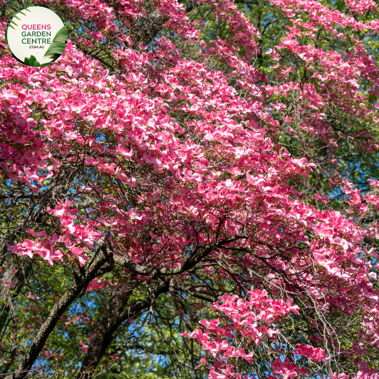 Alt text: Close-up photo of a Cornus florida 'Rubra' Pink Flowering Dogwood plant, showcasing its elegant and vibrant pink blossoms. The plant features large, four-petaled flowers with overlapping pink bracts that surround the smaller central cluster of true flowers. The blooms create a striking contrast against the backdrop of the tree's green foliage. 