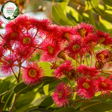 Load image into Gallery viewer, Close-up of a Corymbia ficifolia plant. The image showcases a cluster of bright, red-orange flowers with long, slender stamens radiating from the center, giving the flowers a fluffy, pom-pom appearance. Each flower is surrounded by deep green, glossy leaves with a leathery texture and prominent veins. 
