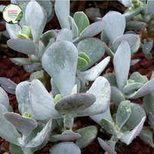 Load image into Gallery viewer, Cotyledon orbiculata Dans Delight
