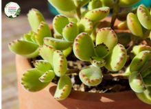 Load image into Gallery viewer, Cotyledon tomentosa subsp. ladismithiensis {Bears Paw}
