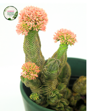 Load image into Gallery viewer, Crassula Buddhas Temple
