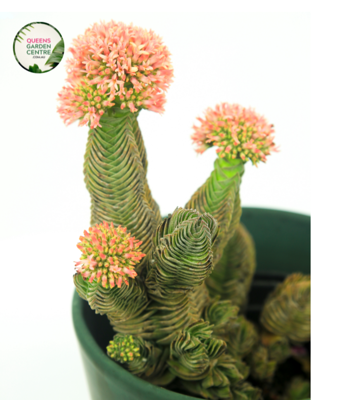 buddha's temple succulent australia Buy Crassula Buddhas Temple Online in Australia – Queens Garden Centre