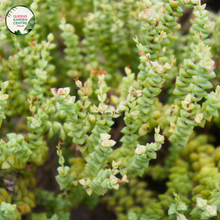 Load image into Gallery viewer, Crassula Tom Thumb
