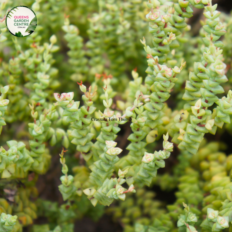 buddha's temple succulent australia Buy Crassula Buddhas Temple Online in Australia – Queens Garden Centre