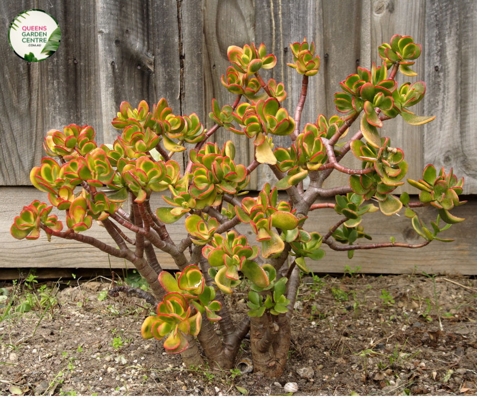 hummel's sunset jade plant Crassula Ovata Hummels Sunset – Queens Garden Centre