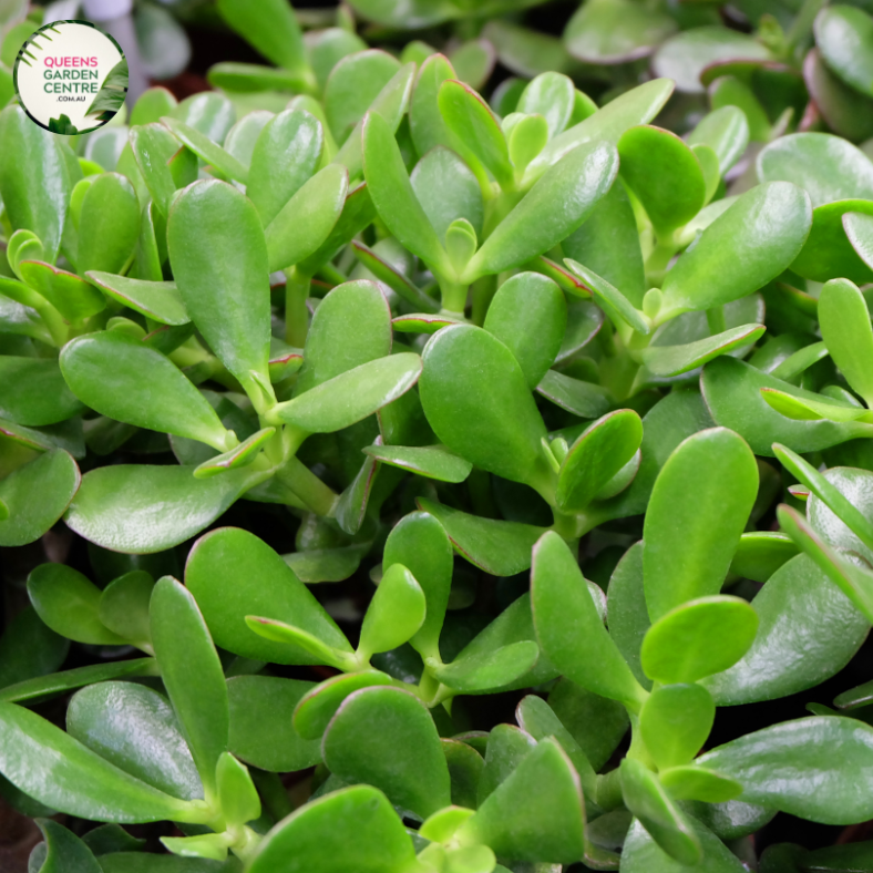jade plant australia Buy Crassula Ovata Online In Australia – Queens Garden Centre