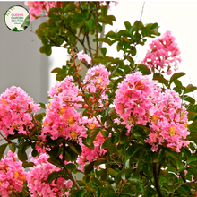 Load image into Gallery viewer, Alt text: Lagerstroemia indica x L. fauriei &#39;Biloxi,&#39; commonly known as Crepe Myrtle Biloxi, a deciduous shrub or small tree with vibrant, crinkled flowers. This cultivar is recognized for its showy panicles of pink to lavender blooms, providing a burst of color in summer. Ideal for gardens and landscapes, it adds both ornamental beauty and seasonal interest.
