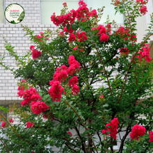 Load image into Gallery viewer, Alt text: Lagerstroemia indica x L. fauriei &#39;Biloxi,&#39; commonly known as Crepe Myrtle Biloxi, a deciduous shrub or small tree with vibrant, crinkled flowers. This cultivar is recognized for its showy panicles of pink to lavender blooms, providing a burst of color in summer. Ideal for gardens and landscapes, it adds both ornamental beauty and seasonal interest.
