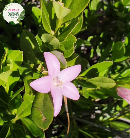 Close-up of a Crowea exalata 'Grand Star' plant. The image features a striking, star-shaped flower with five vibrant pink petals that have a smooth, slightly glossy surface. Each petal tapers to a pointed tip, and the petals are arranged symmetrically around a central cluster of yellow stamens. The flowers are nestled among slender, dark green leaves with a smooth texture and pointed tips. 