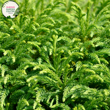 Load image into Gallery viewer, Close-up of Cryptomeria japonica &#39;Globosa Nana&#39;: This image showcases the intricate details of the Cryptomeria japonica &#39;Globosa Nana&#39; plant. The close-up reveals the dense, rounded growth habit of the plant, with its compact foliage densely packed along the branches. The foliage consists of scale-like needles arranged in a spiral pattern around the stems. 
