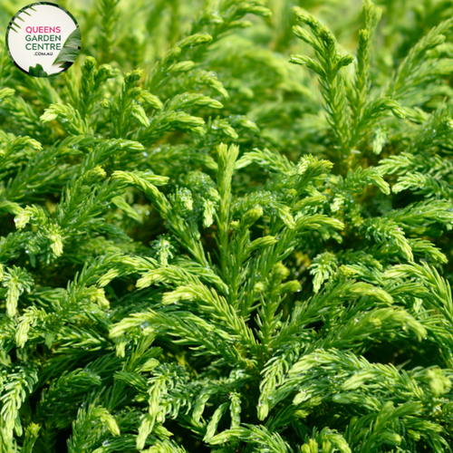 Close-up of Cryptomeria japonica 'Globosa Nana': This image showcases the intricate details of the Cryptomeria japonica 'Globosa Nana' plant. The close-up reveals the dense, rounded growth habit of the plant, with its compact foliage densely packed along the branches. The foliage consists of scale-like needles arranged in a spiral pattern around the stems. 