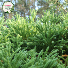 Load image into Gallery viewer, Close-up of Cryptomeria Japonica: This image captures the lush foliage of Cryptomeria Japonica, commonly known as Japanese cedar. The needles are arranged in dense clusters, showcasing a rich green color with hints of blue, creating a striking texture.
