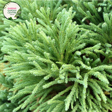 Load image into Gallery viewer, Close-up of Cryptomeria Japonica: This image captures the lush foliage of Cryptomeria Japonica, commonly known as Japanese cedar. The needles are arranged in dense clusters, showcasing a rich green color with hints of blue, creating a striking texture.
