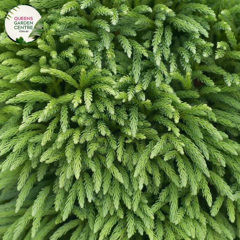 Close-up of Cryptomeria Japonica: This image captures the lush foliage of Cryptomeria Japonica, commonly known as Japanese cedar. The needles are arranged in dense clusters, showcasing a rich green color with hints of blue, creating a striking texture.