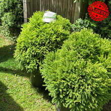 Load image into Gallery viewer, Cryptomeria Japonica Globosa Nana
