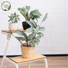 Load image into Gallery viewer, &quot;Close-up view of Ctenanthe burle marxii plant, showcasing its striking patterned leaves with contrasting shades of green and silver. This indoor plant, also known as the Fishbone Prayer Plant, adds a touch of tropical elegance to home decor.&quot;
