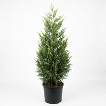 Load image into Gallery viewer, A small conifer tree in a black nursery pot, photographed against a plain white studio background.
