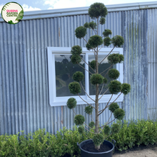 Load image into Gallery viewer, plant biz
