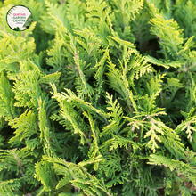 Load image into Gallery viewer, Cupressus &#39;Leighton Green&#39;
